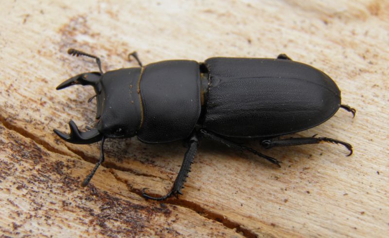 Dorcus 010.JPG