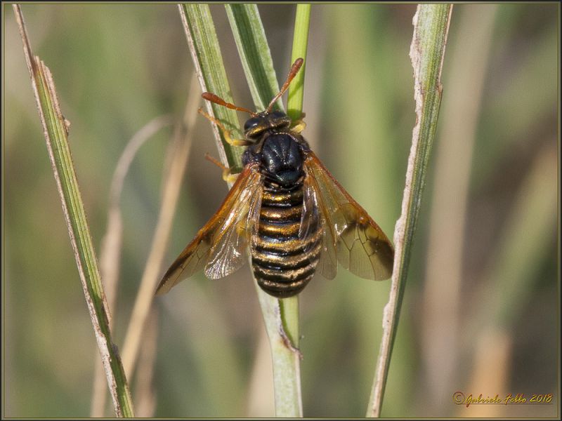 Stratiomyidae.jpg