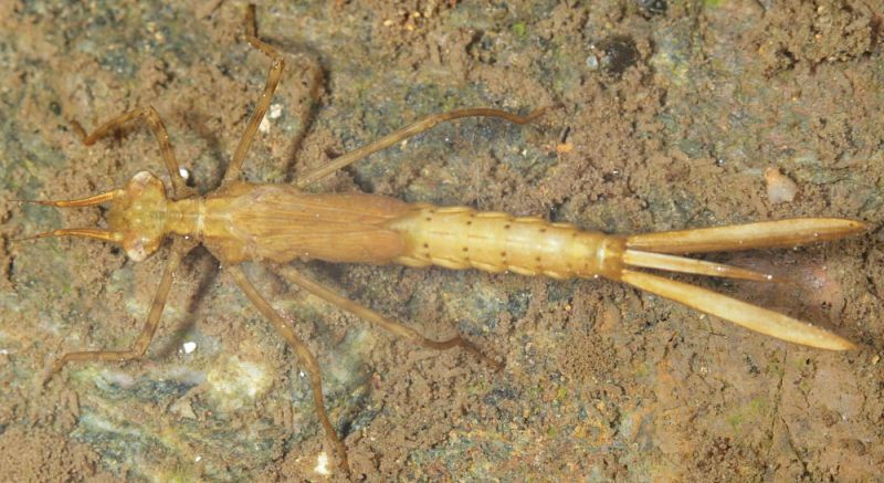 Larva libellula2.JPG