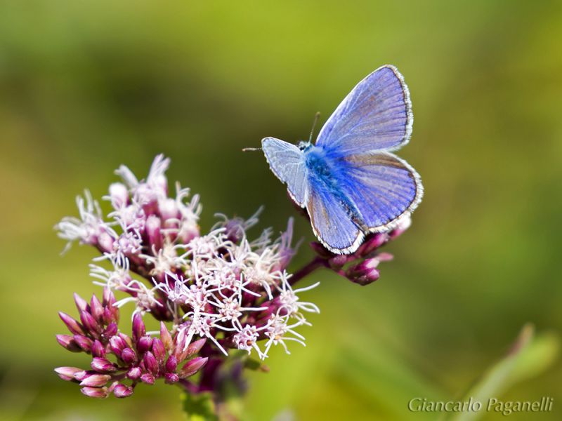 polyommatus_icarus_s_0005.jpg