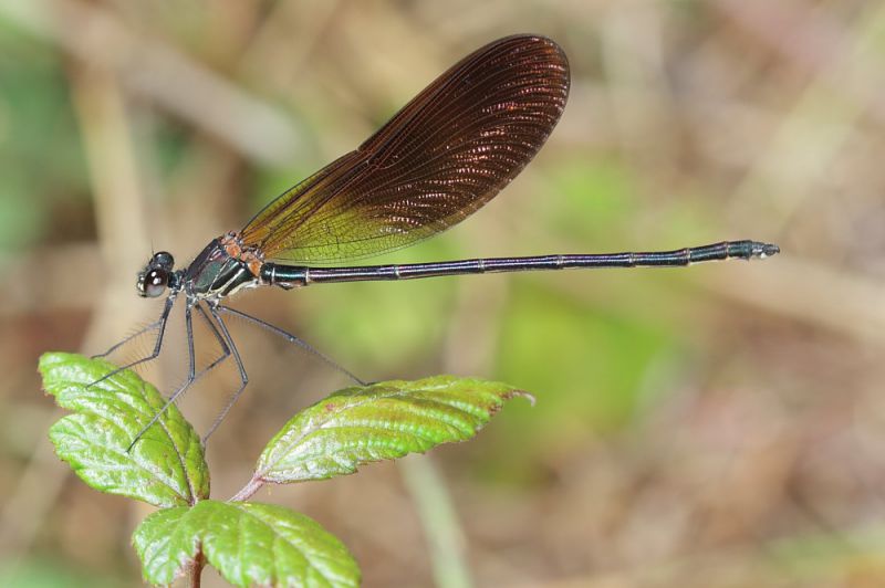 Libellula.JPG