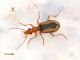 dripta e.jpg