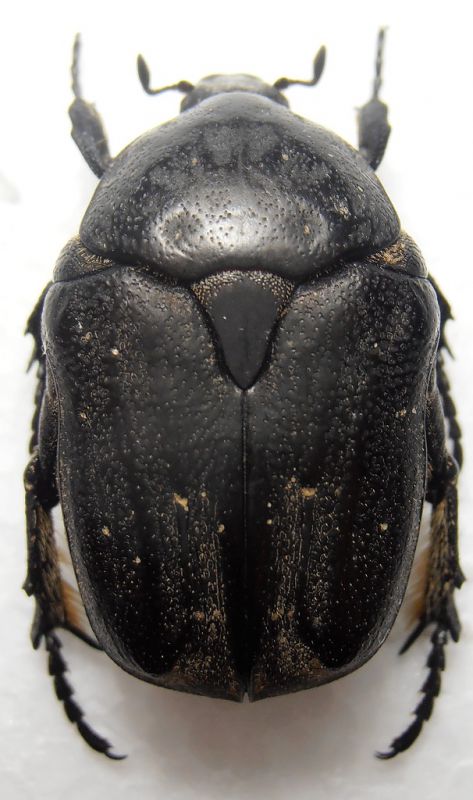 Cetonia Casola 1.JPG