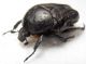 Cetonia Casola3.JPG