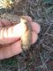 larva lepidottero.jpg