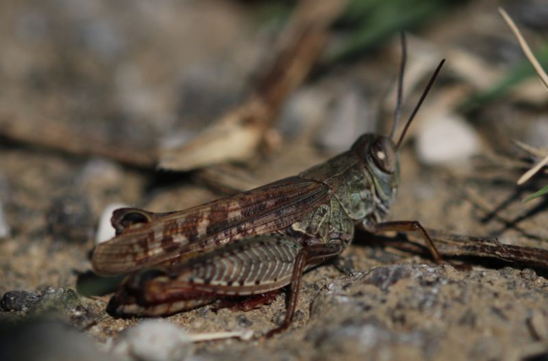 IMG_6902_Grasshopper_sm.JPG