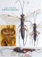 n° 4552 F - Face + dorsal + ventral + latéral - Forum.jpg
