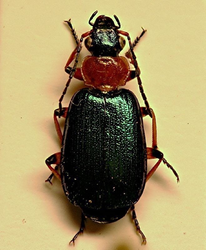 (Carabidi) Lebia Cesenatico.jpg