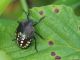cimice_s_9177.jpg
