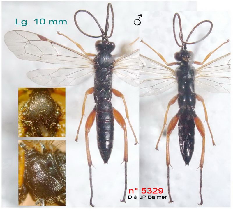 n° 5329 M - Thorax (pars) + Mesopleuron + dorsal + ventral - Forum.jpg