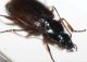 Agonum_2.jpg