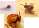 insetto Chiavari entomologi 2.jpg