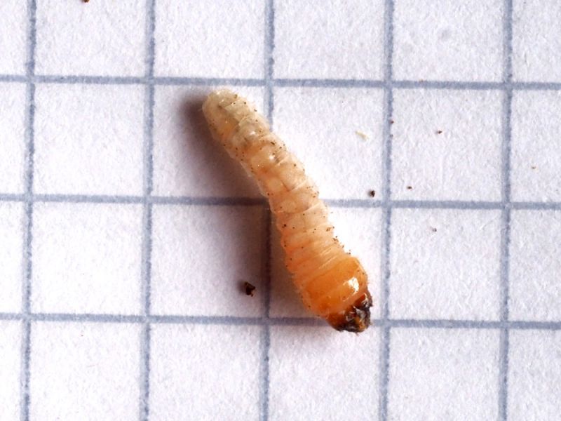 Psacoothea_hilaris_larva.jpg