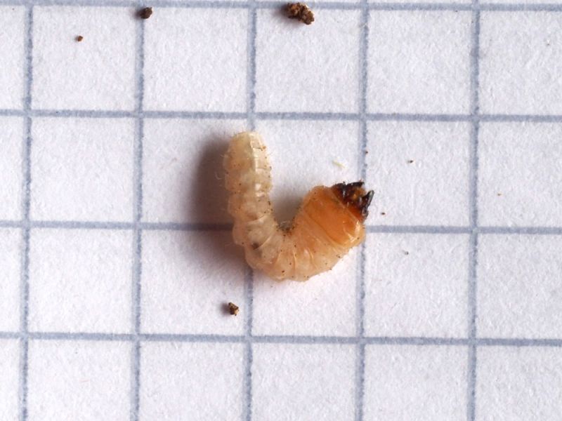 Psacoothea_hilaris_larva_2.jpg