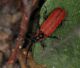 DSC_0328 Correction.jpg