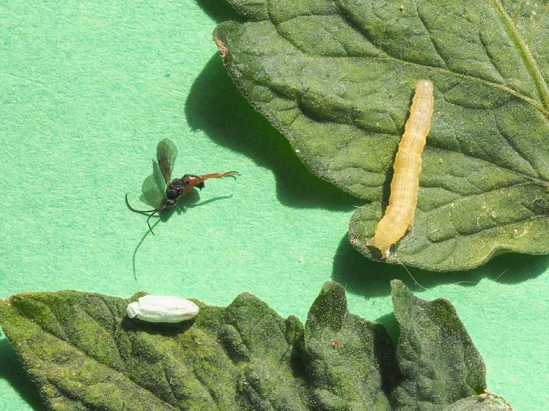 Braconidae_Microgastrinae_parassitoide.jpg