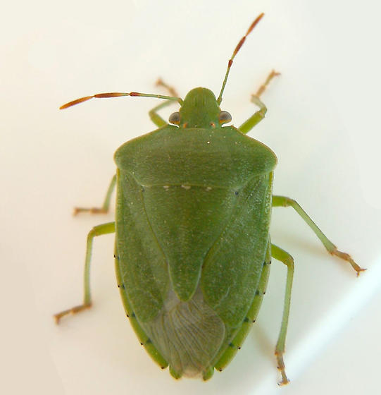 Nezara viridula 01.jpg