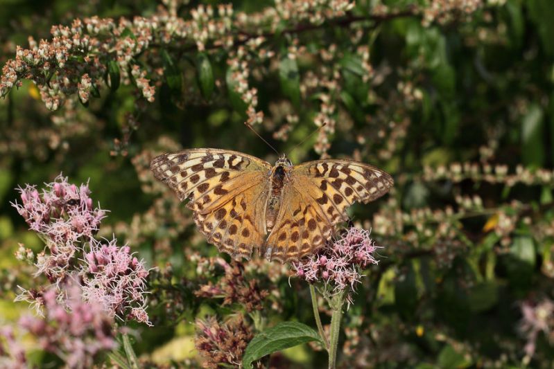 Argynnis paphia.JPG