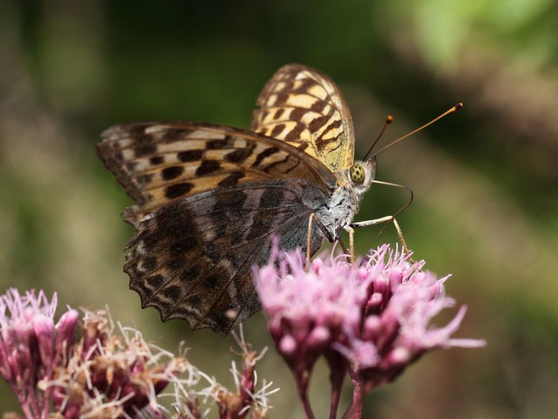 Argynnis paphia18.JPG