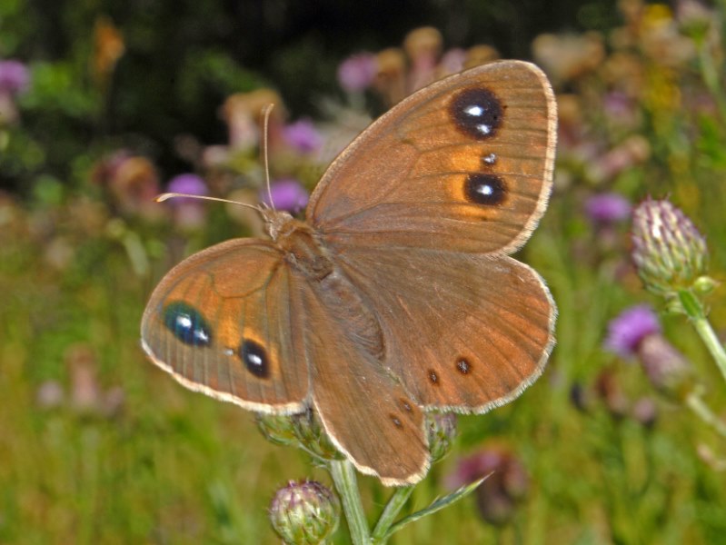 20180724valveny.jpg