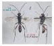 n° 3110 - Hidryta fusiventris M - Forum.jpg