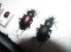 Carabus 2.jpg