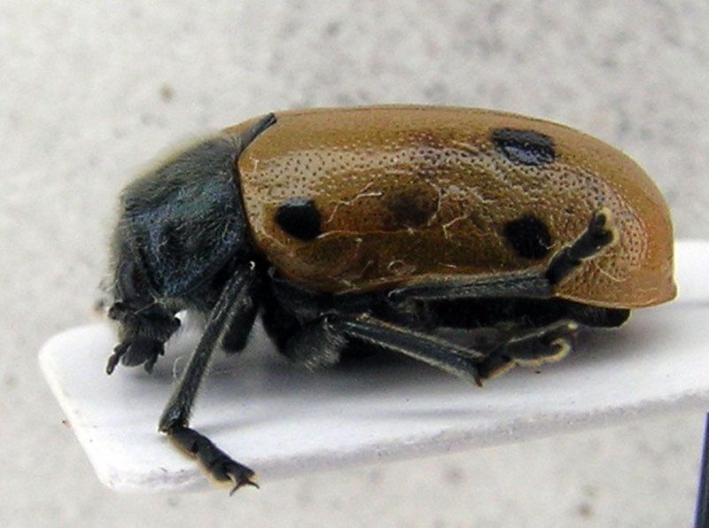 crisomelidae 2.jpg