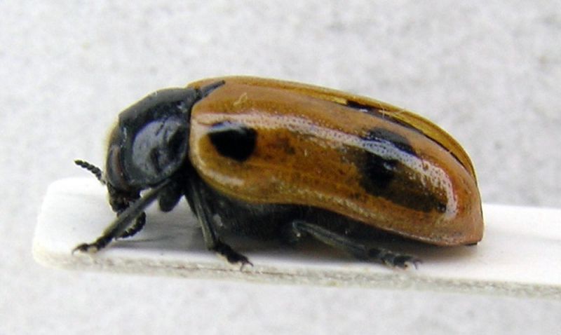 crisomelidae.jpg