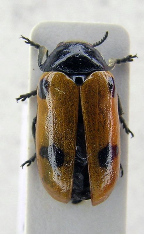 crisomelidae1.jpg