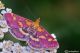 pyrausta sp.04.jpg