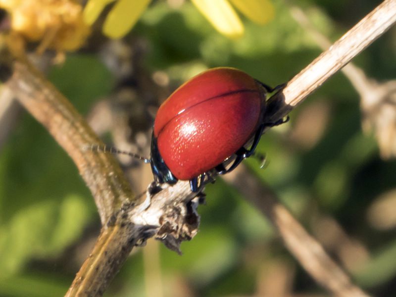 Chrysolina (Melasomoptera)_sp_s.jpg