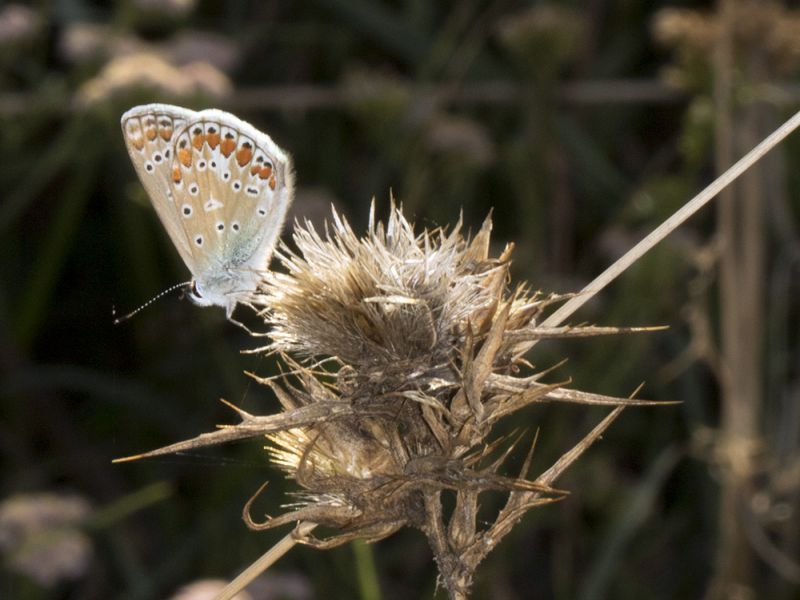 Polyommatus_sp_s_9668.jpg