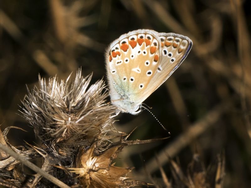 Polyommatus_sp_s_9670.jpg