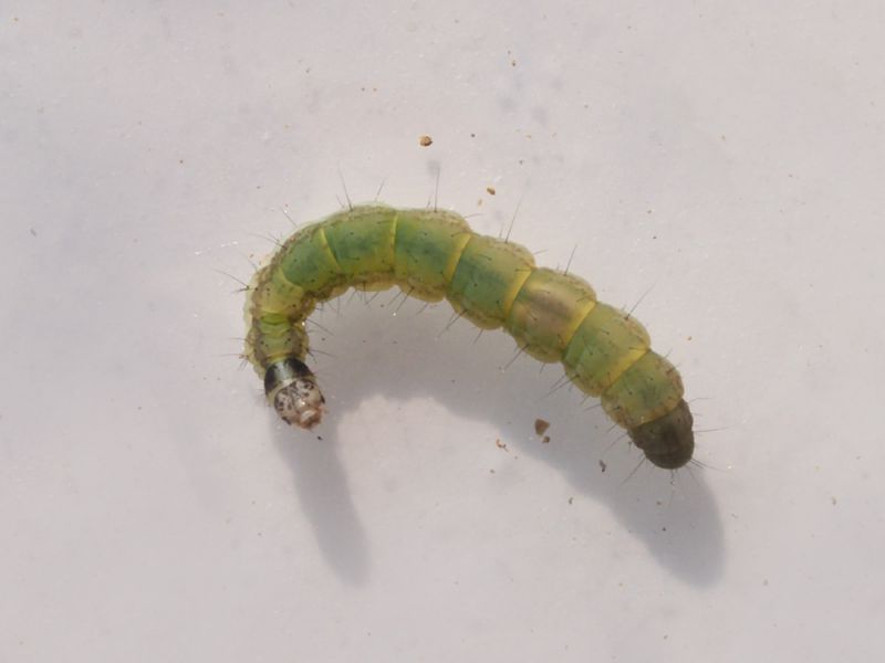 Scythris_sinensis_larva.jpg