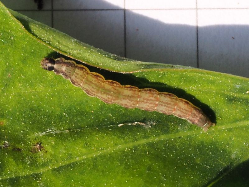 Scythris_sinensis_larva (2).jpg