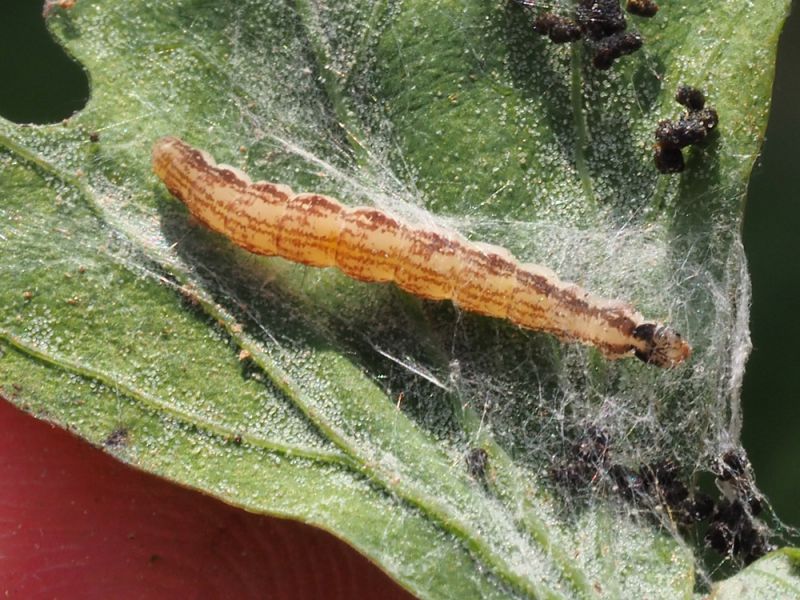 Scythris_sinensis_larva (1).jpg