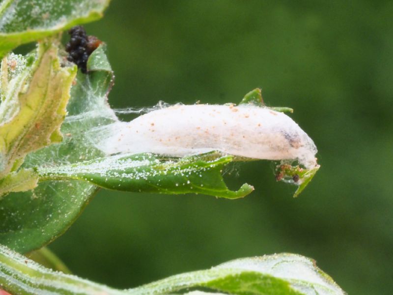 Scythris_sinensis _bozzolo).jpg