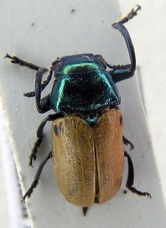 labidostomis 1.jpg