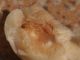 Plodia_interpunctella_Tignola_fasciata_del_grano_larve_attività_trofica (1).jpg