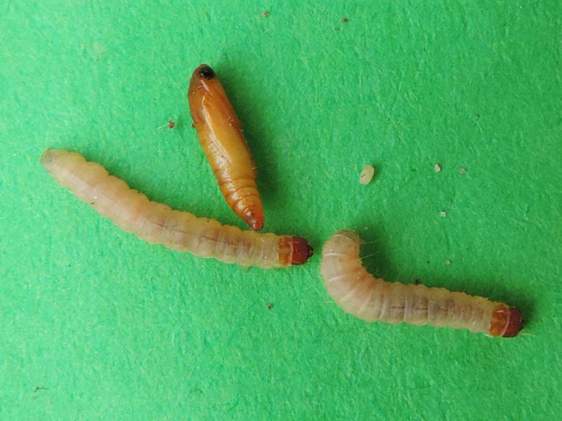 Plodia_interpunctella_Tignola_fasciata_del_grano_larve_crisalide.jpg