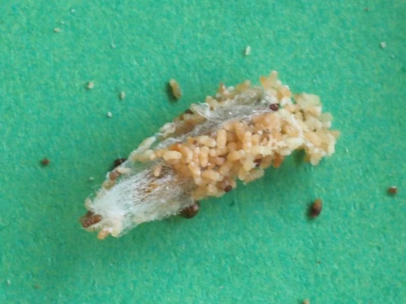 Plodia_interpunctella_Tignola_fasciata_del_grano_bozzolo.jpg