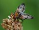 IMG_7401_Fly_sm.JPG