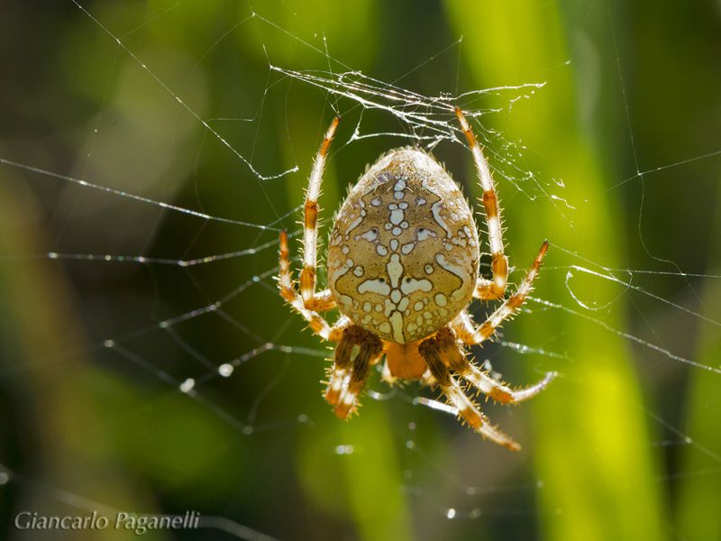 Araneus diadematus_s_2761.jpg