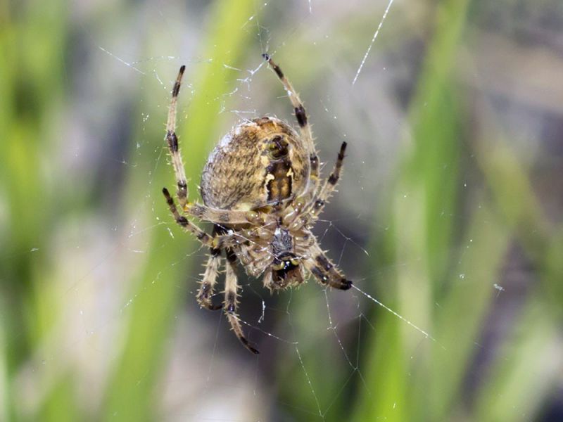 Araneus diadematus_s_2751.jpg