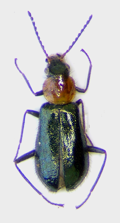 Attalus lusitanicus.jpg