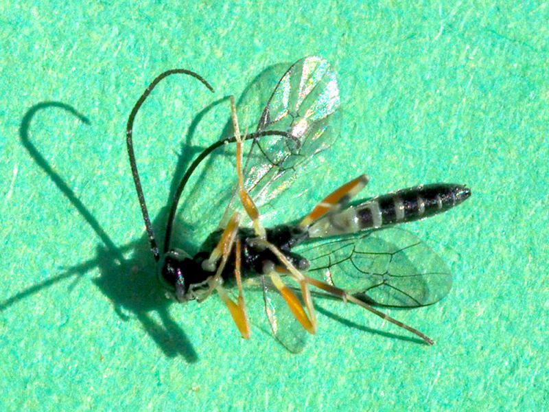 Ichneumonidae_parassitoide_di_Scythris_sinensis (1).jpg