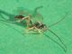 Ichneumonidae_parassitoide_di_Scythris_sinensis (2).jpg