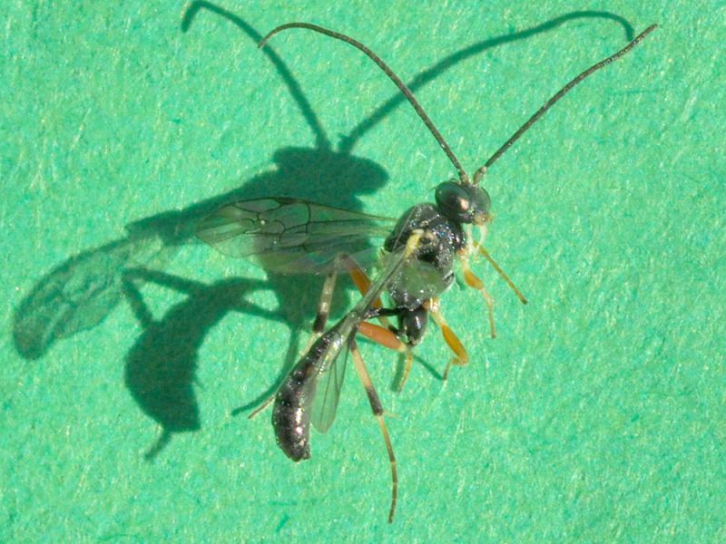 Ichneumonidae_parassitoide_di_Scythris_sinensis (3.jpg