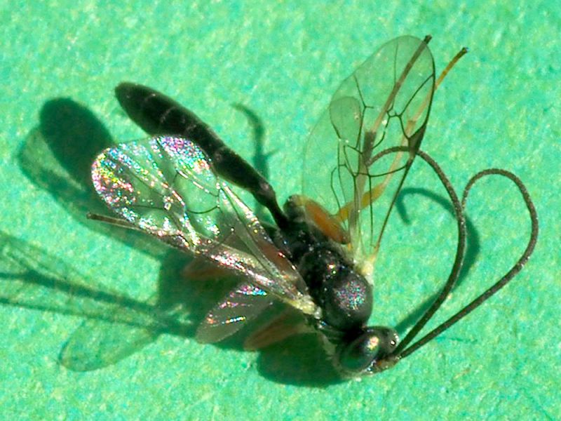Ichneumonidae_parassitoide_di_Scythris_sinensis (4).jpg