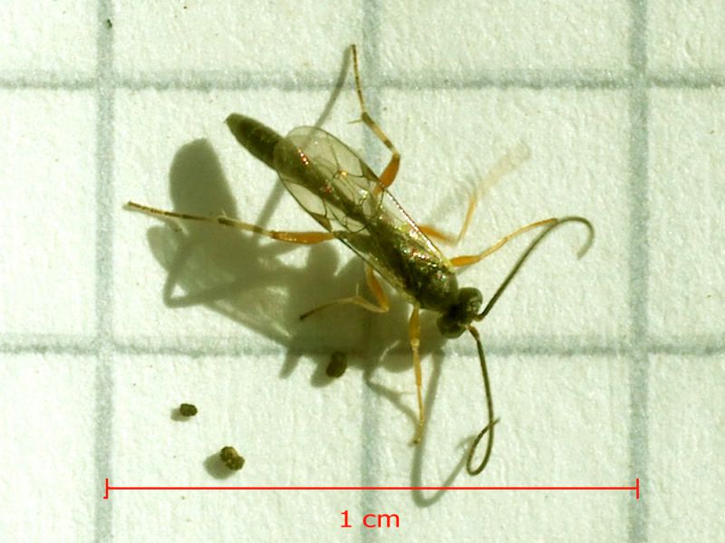 Ichneumonidae_parassitoide_di_Scythris_sinensis (6).jpg